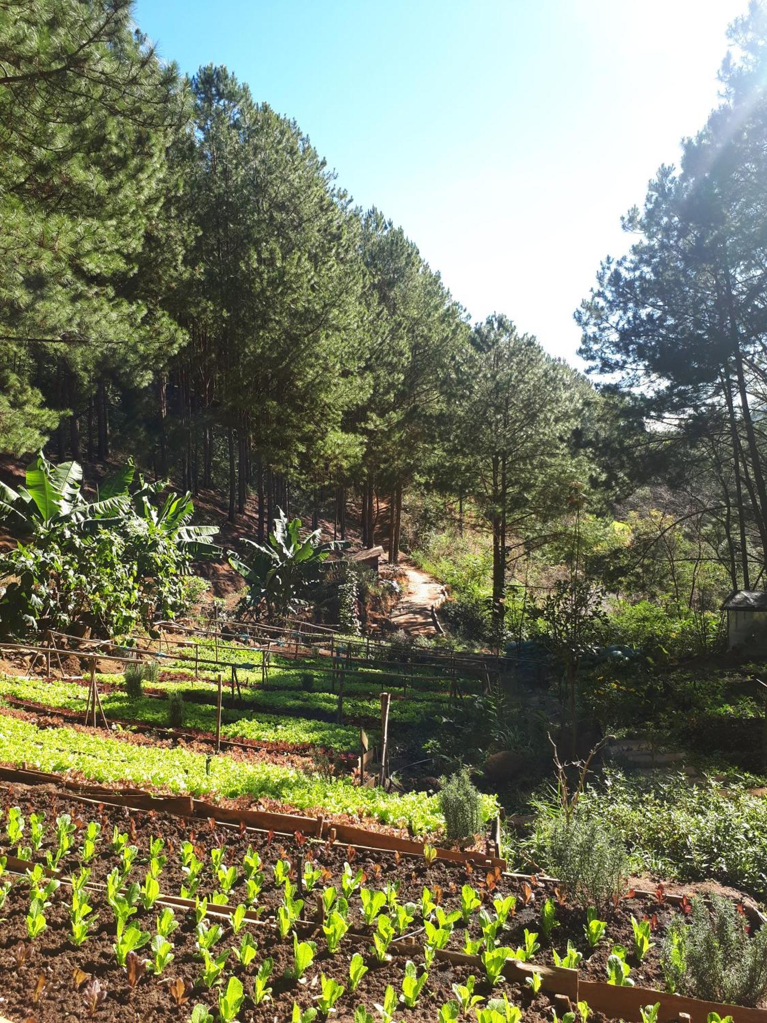 Mo Stay - Forest Resort Da Lat Exterior foto